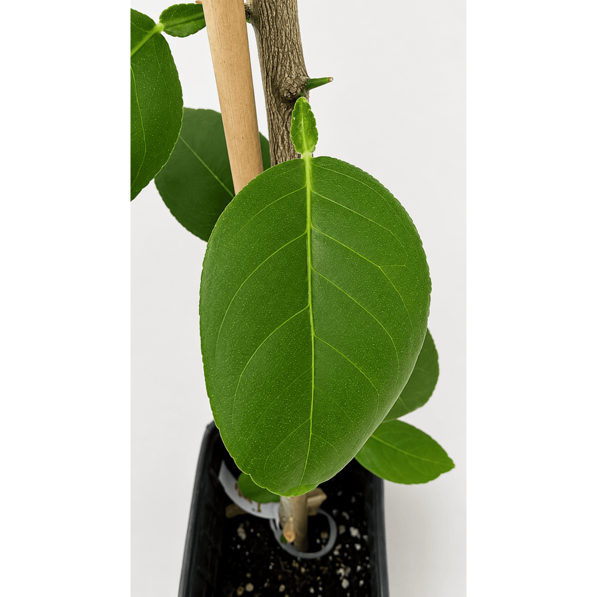 Key Lime Tree - Cheeky Garden