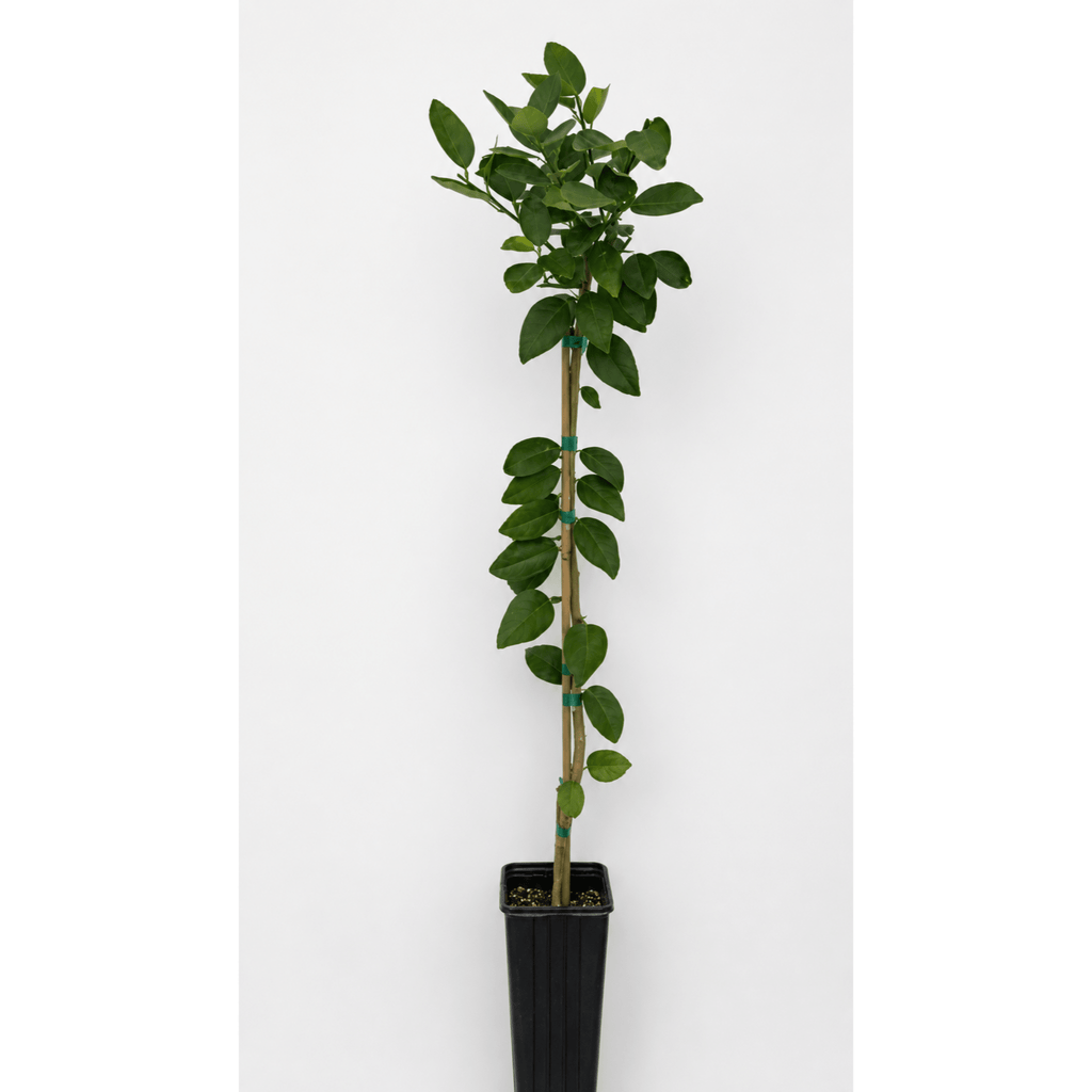 Key Lime Tree - Cheeky Garden