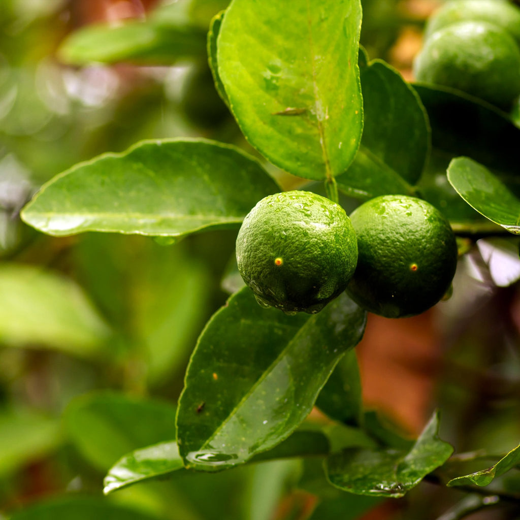 Key Lime Tree (CA) - Cheeky Garden