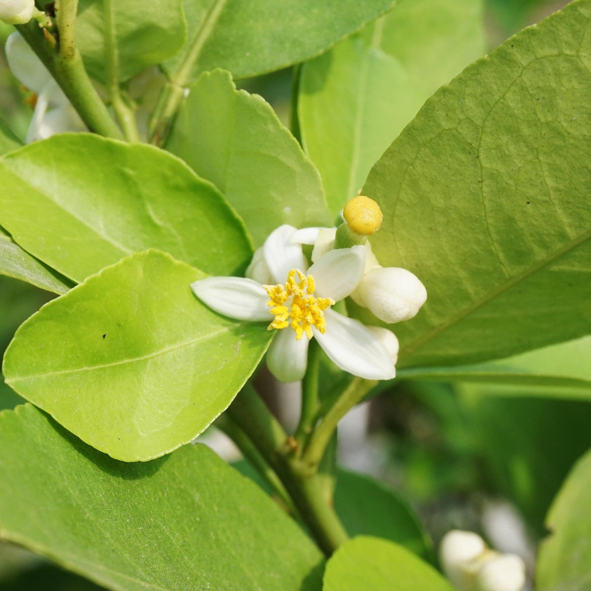 Key Lime Tree (CA) - Cheeky Garden