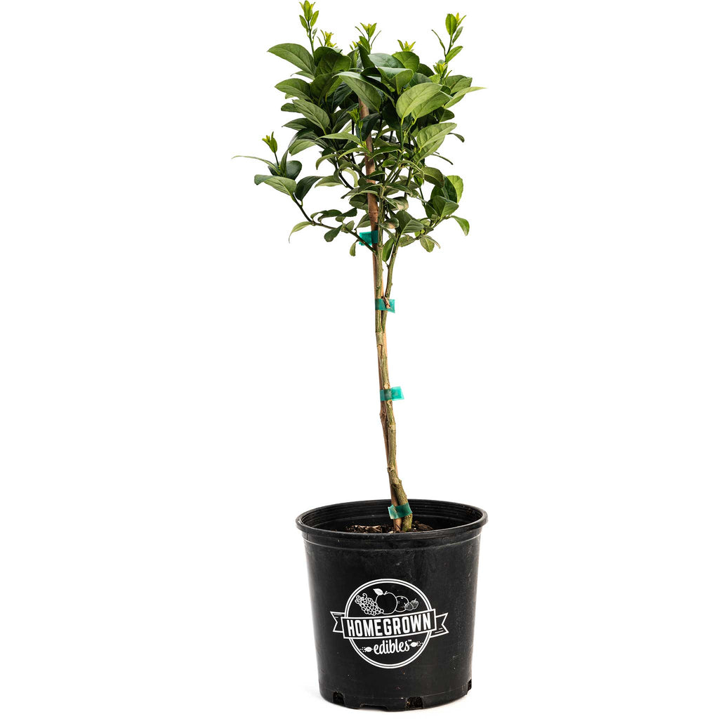 Key Lime Tree (CA) - Cheeky Garden