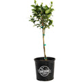Key Lime Tree (CA) - Cheeky Garden