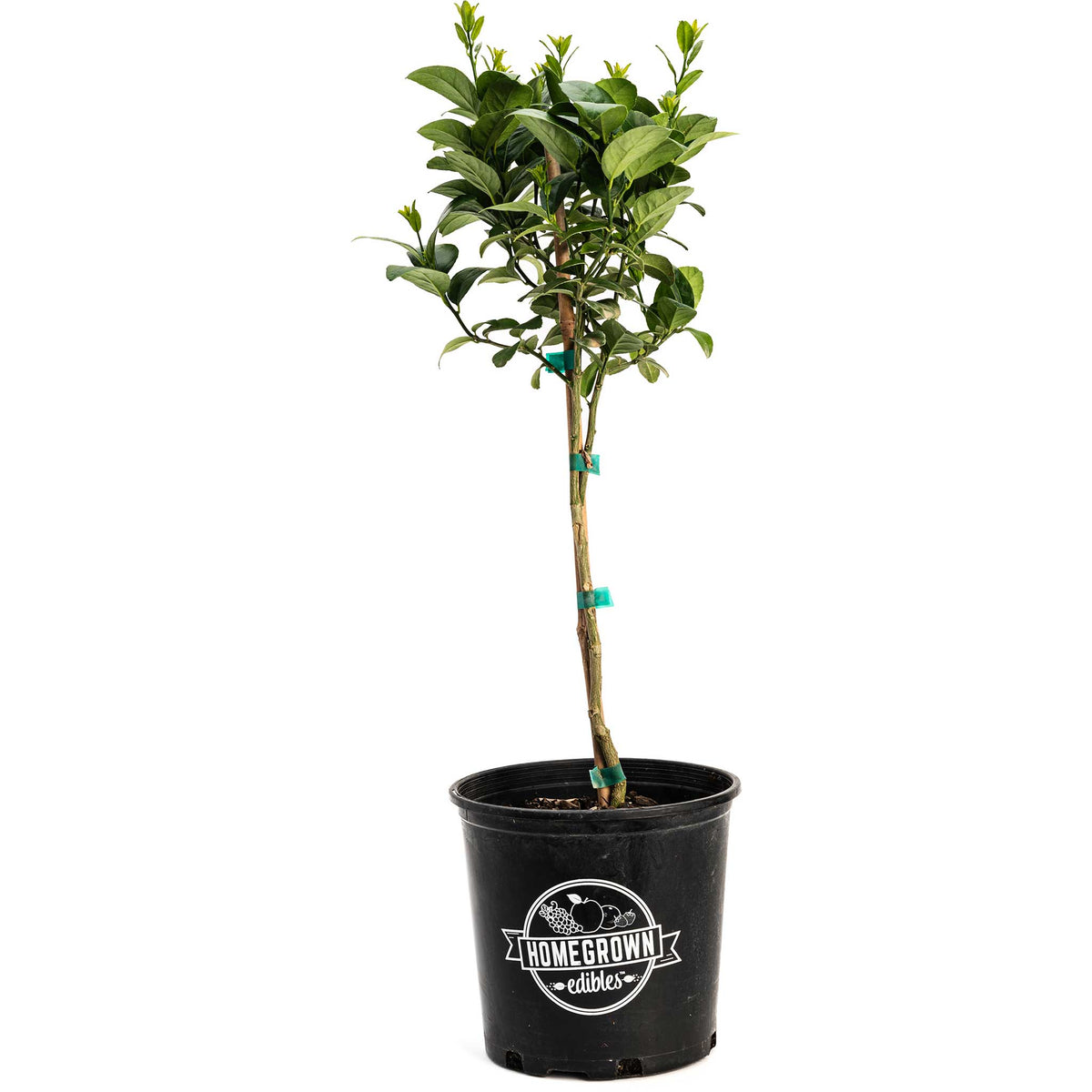 Key Lime Tree (CA) - Cheeky Garden