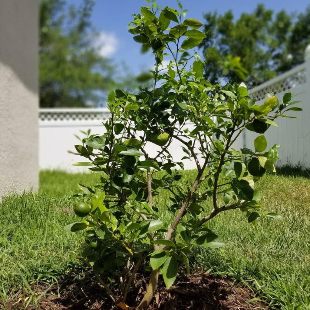 Key Lime Tree (CA) - Cheeky Garden