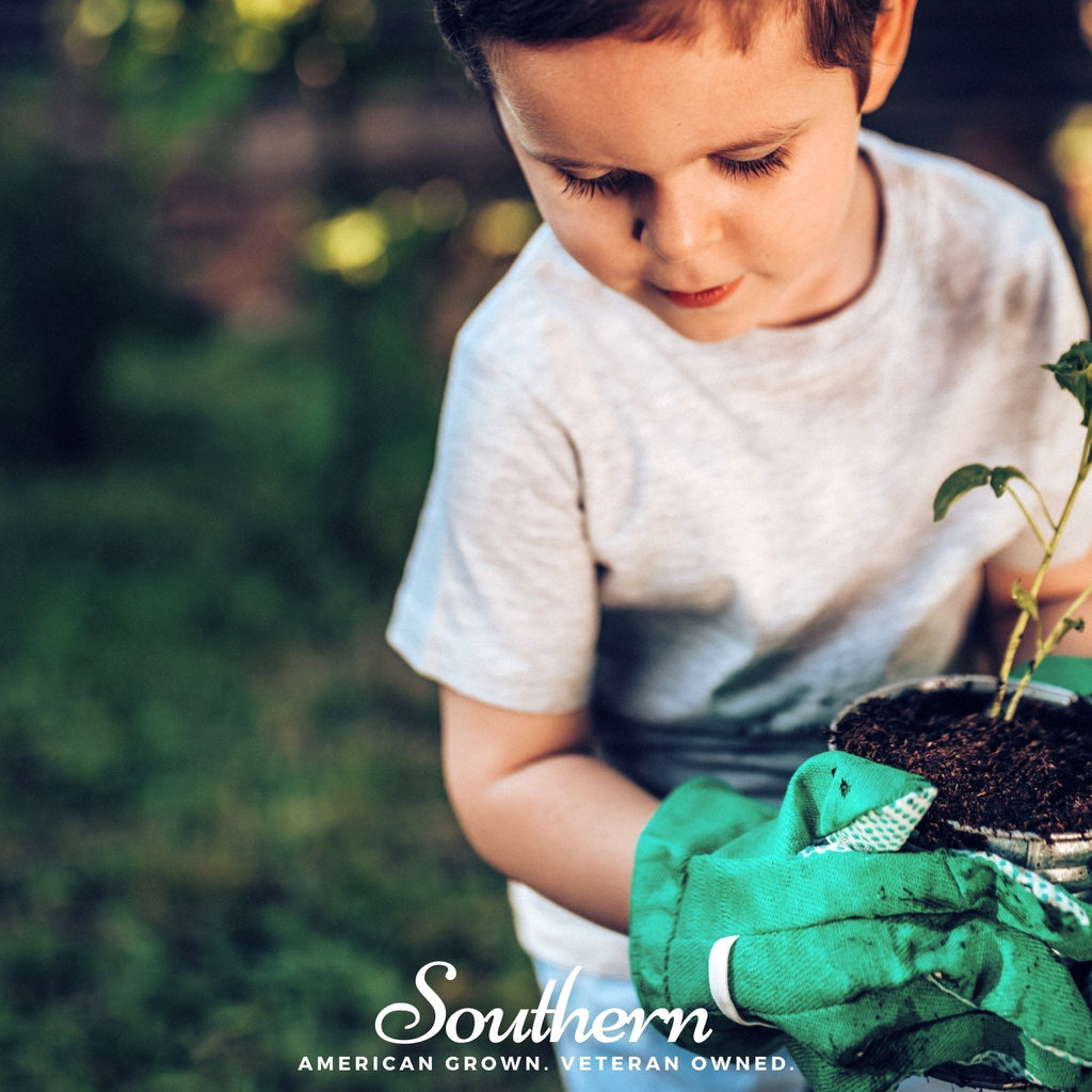 Kids Garden Seed Collection – 10 Varieties - Cheeky Garden