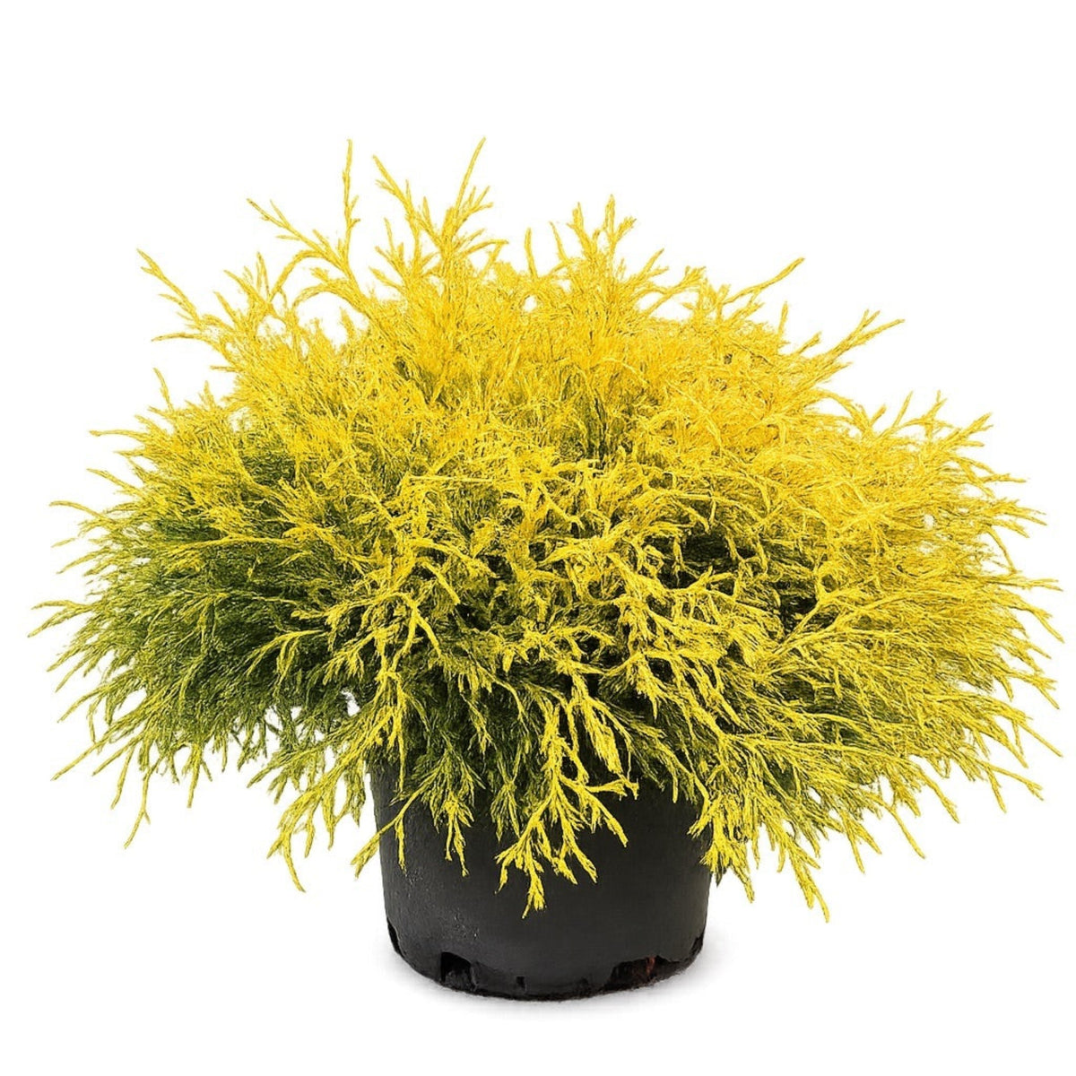 King's Gold Threadbranch Cypress - Cheeky Garden
