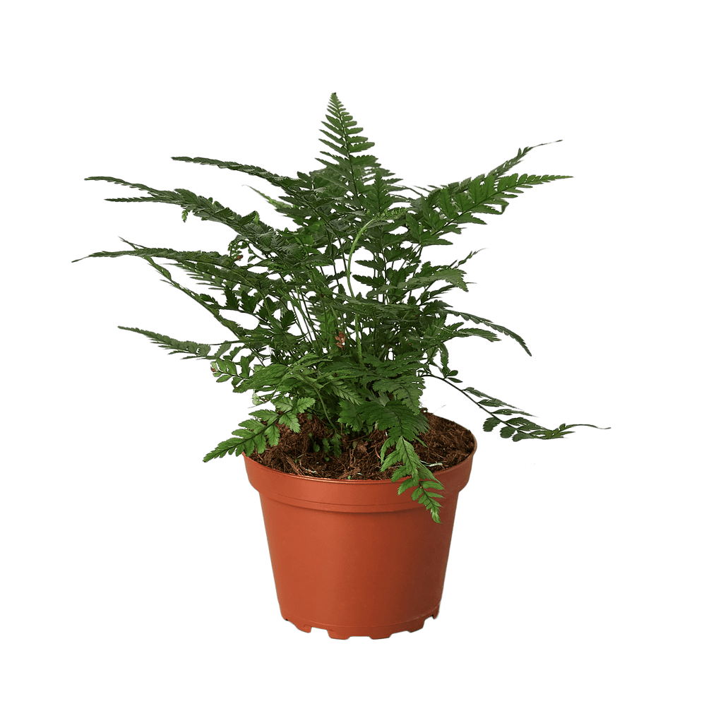 'Korean Rock' Fern - Cheeky Garden
