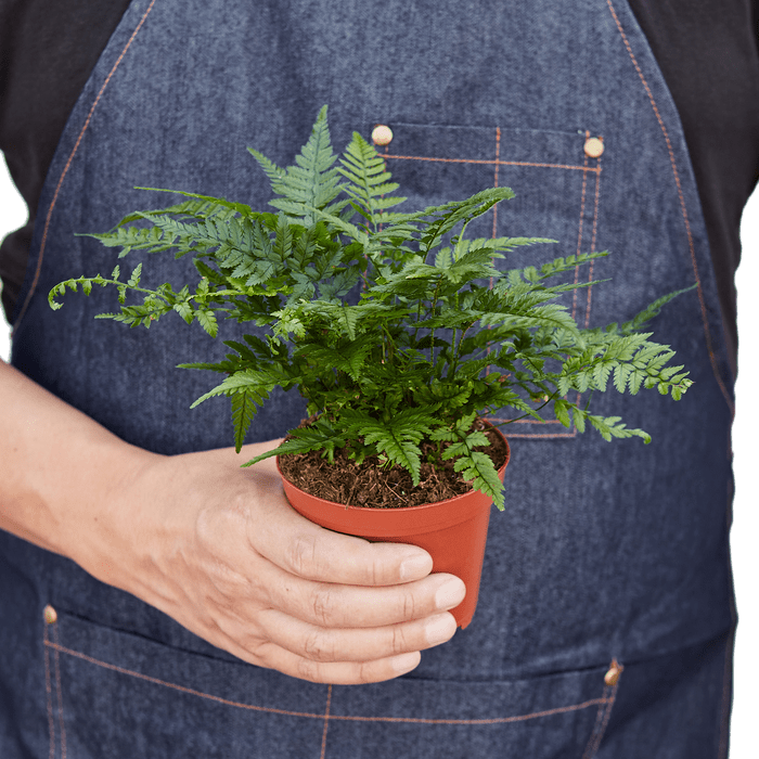 'Korean Rock' Fern - Cheeky Garden
