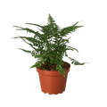 'Korean Rock' Fern - Cheeky Garden