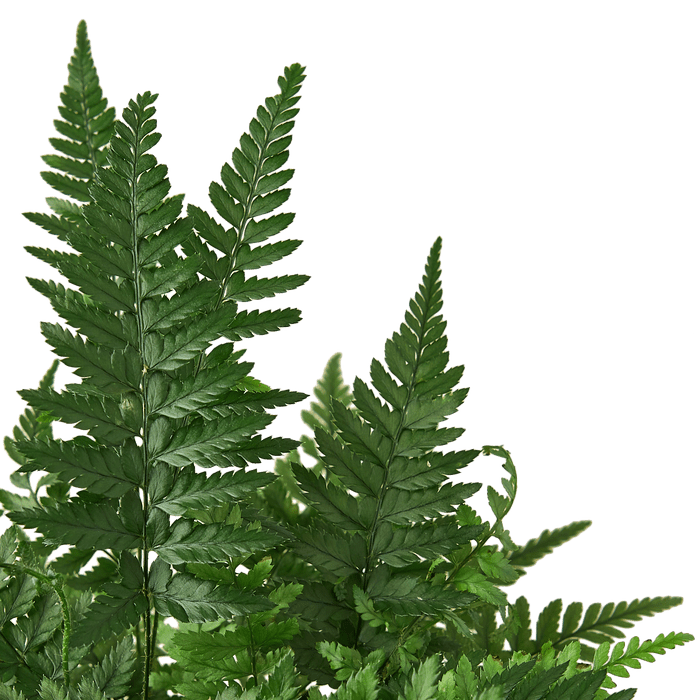 'Korean Rock' Fern - Cheeky Garden
