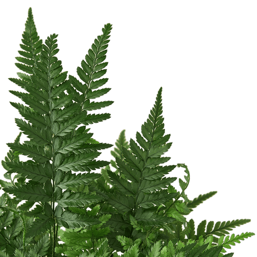 'Korean Rock' Fern - Cheeky Garden
