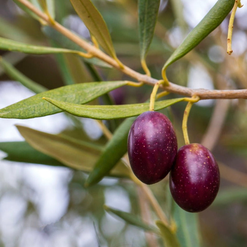 Koroneiki Olive Tree - Cheeky Garden