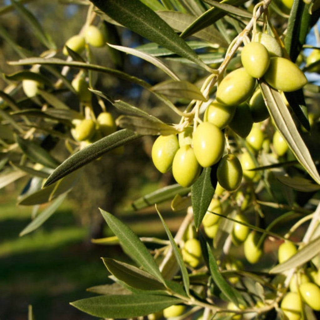 Koroneiki Olive Tree - Cheeky Garden