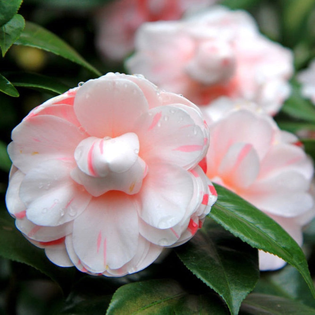 LA Peppermint Camellia - Cheeky Garden