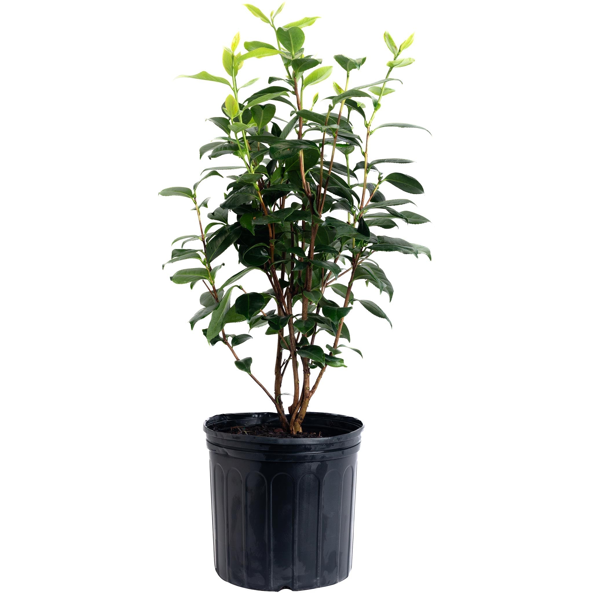 LA Peppermint Camellia - Cheeky Garden