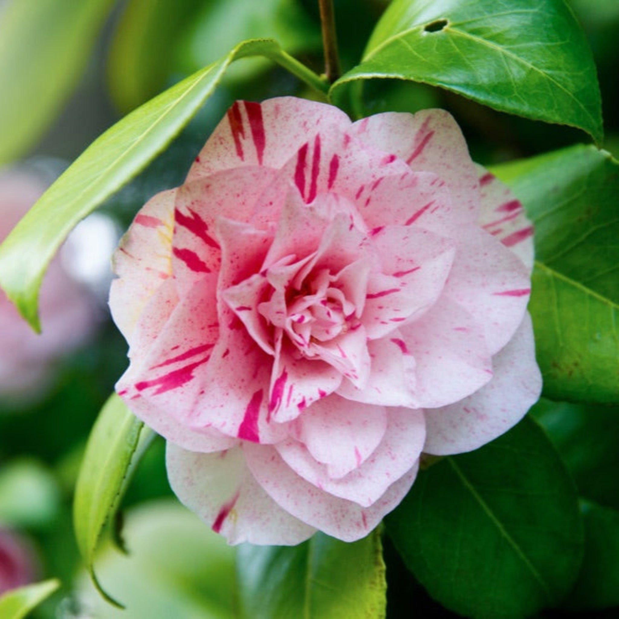 LA Peppermint Camellia - Cheeky Garden