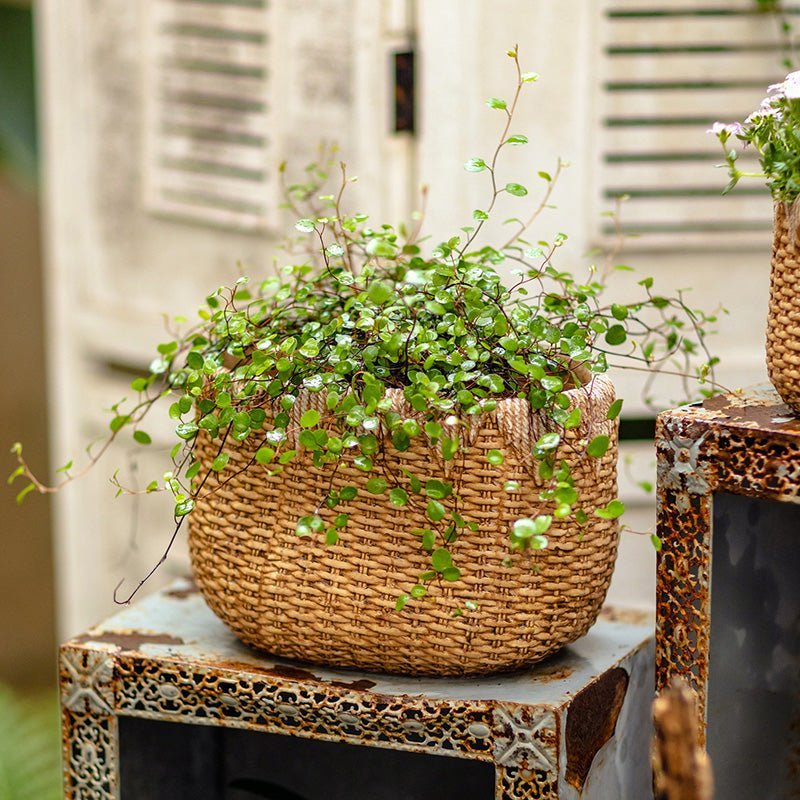 Lady Straw Basket Cement Planter - Cheeky Garden
