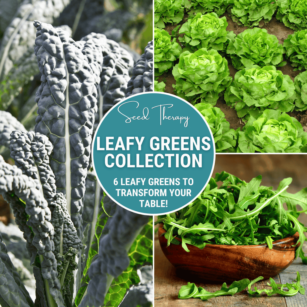Leafy Greens Seed Collection – 6 Varieties - Cheeky Garden