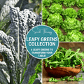 Leafy Greens Seed Collection – 6 Varieties - Cheeky Garden