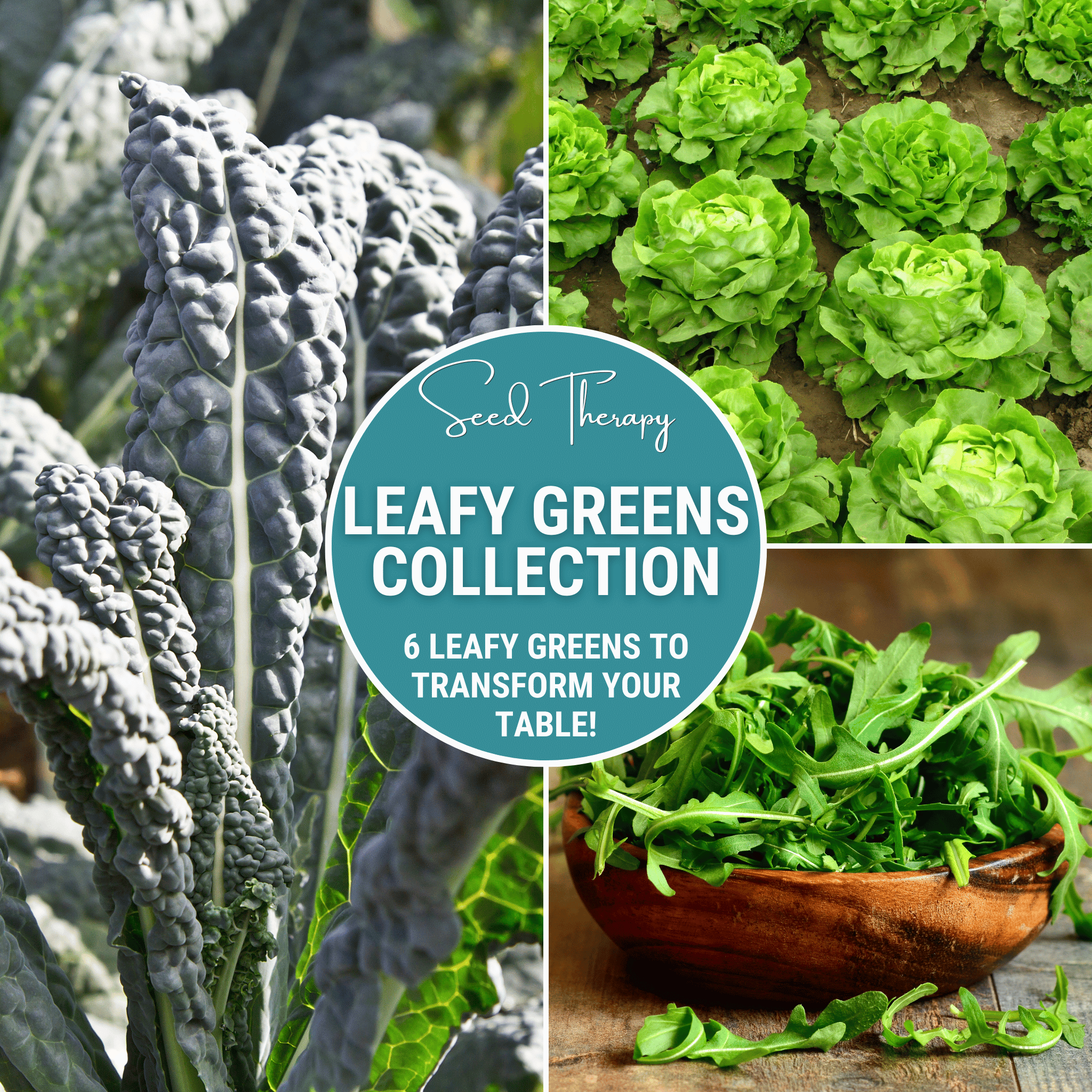 Leafy Greens Seed Collection – 6 Varieties - Cheeky Garden