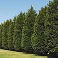 Leyland Cypress Tree - Cheeky Garden