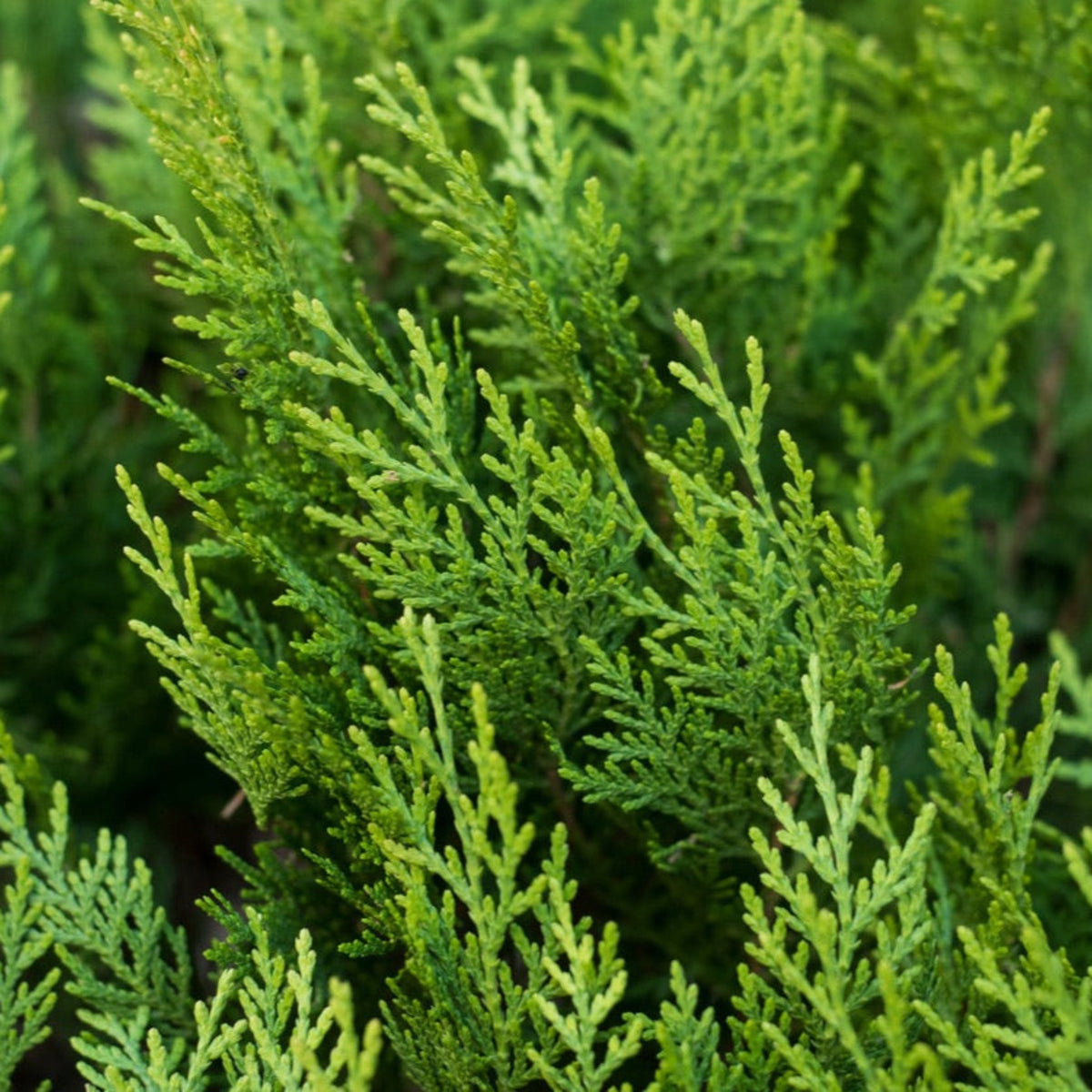 Leyland Cypress Tree - Cheeky Garden