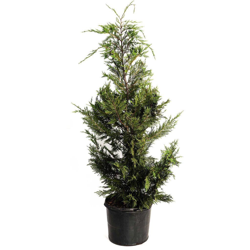 Leyland Cypress Tree - Cheeky Garden