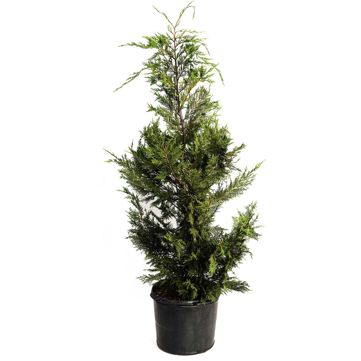 Leyland Cypress Tree - Cheeky Garden