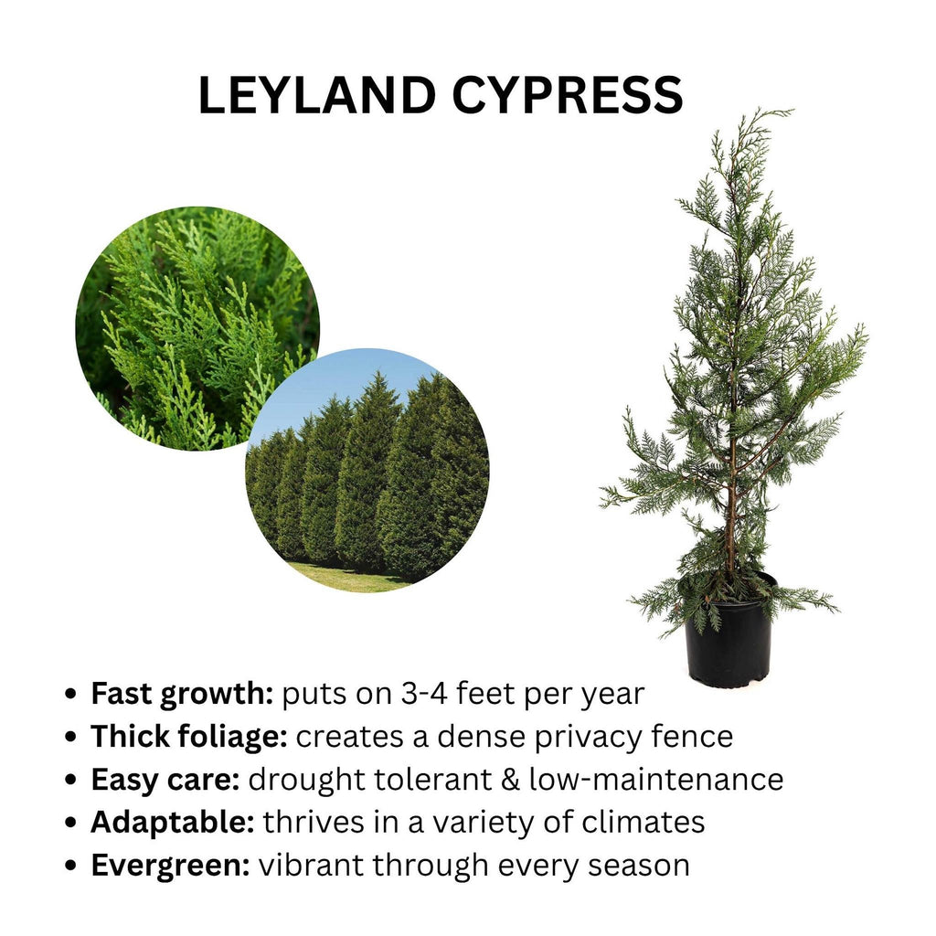 Leyland Cypress Tree - Cheeky Garden