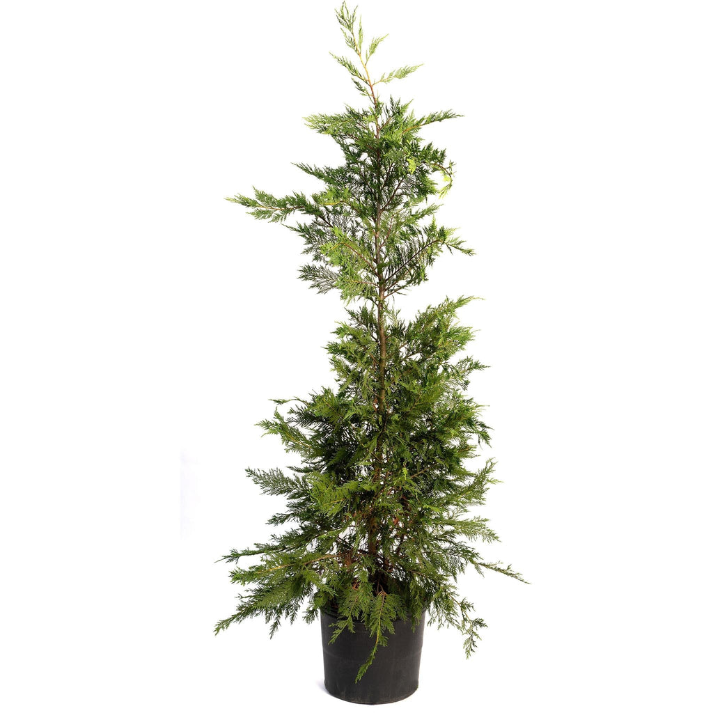 Leyland Cypress Tree - Cheeky Garden