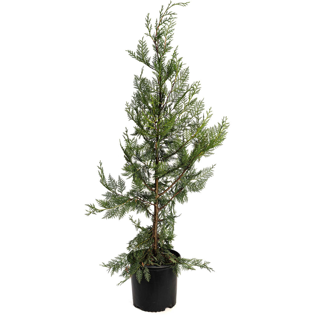 Leyland Cypress Tree - Cheeky Garden