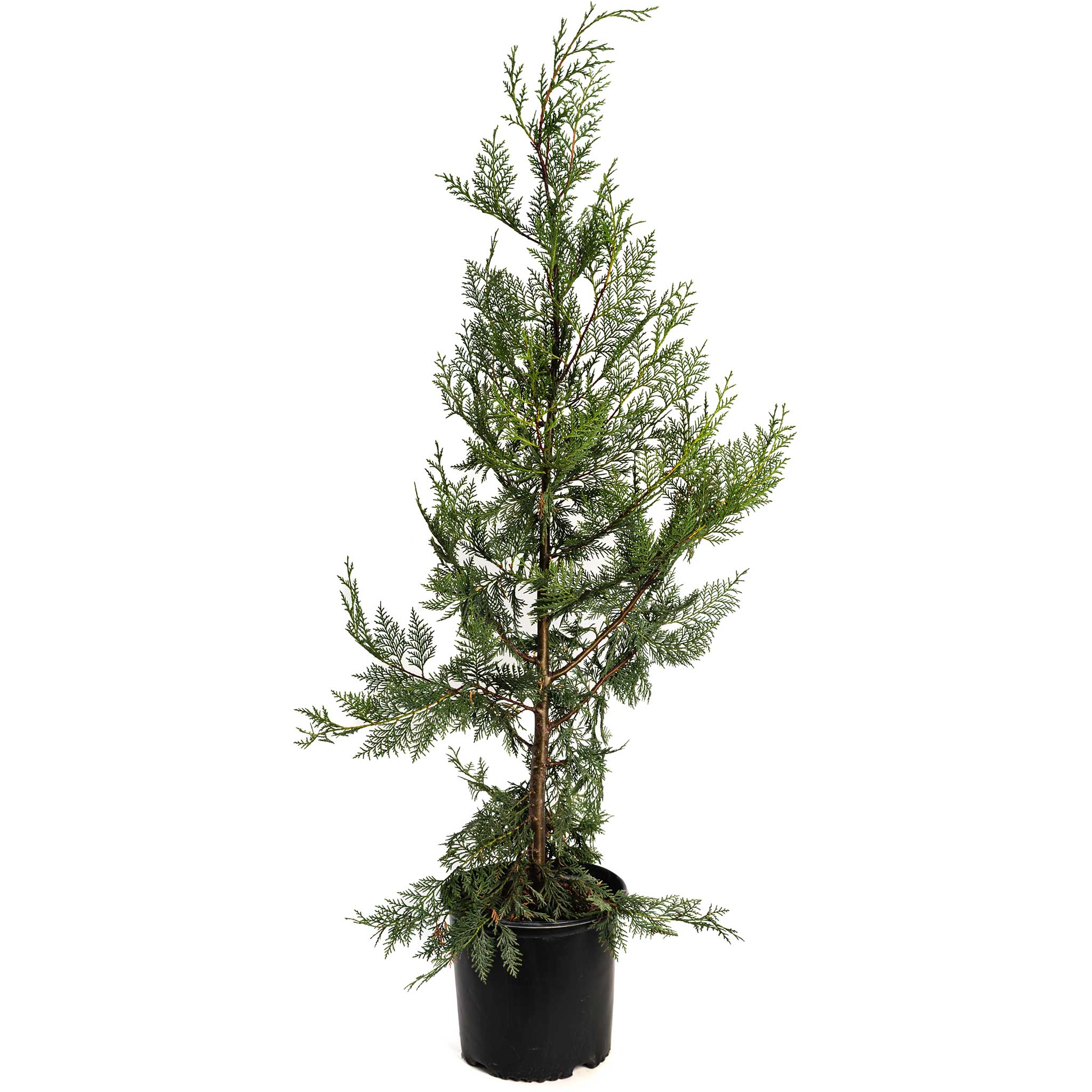 Leyland Cypress Tree - Cheeky Garden