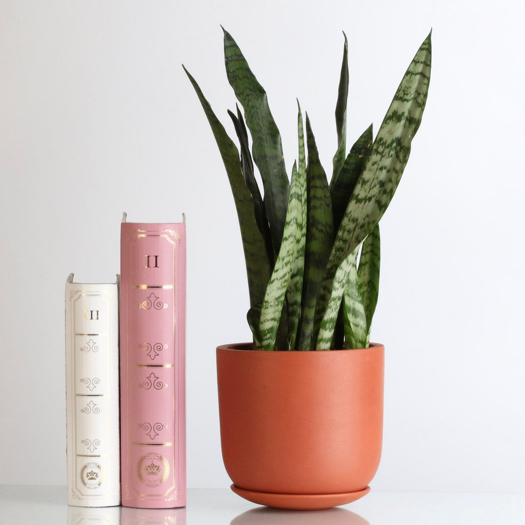 Light Sansevieria Snake Plant (Sansevieria Zeylanica) - Cheeky Garden