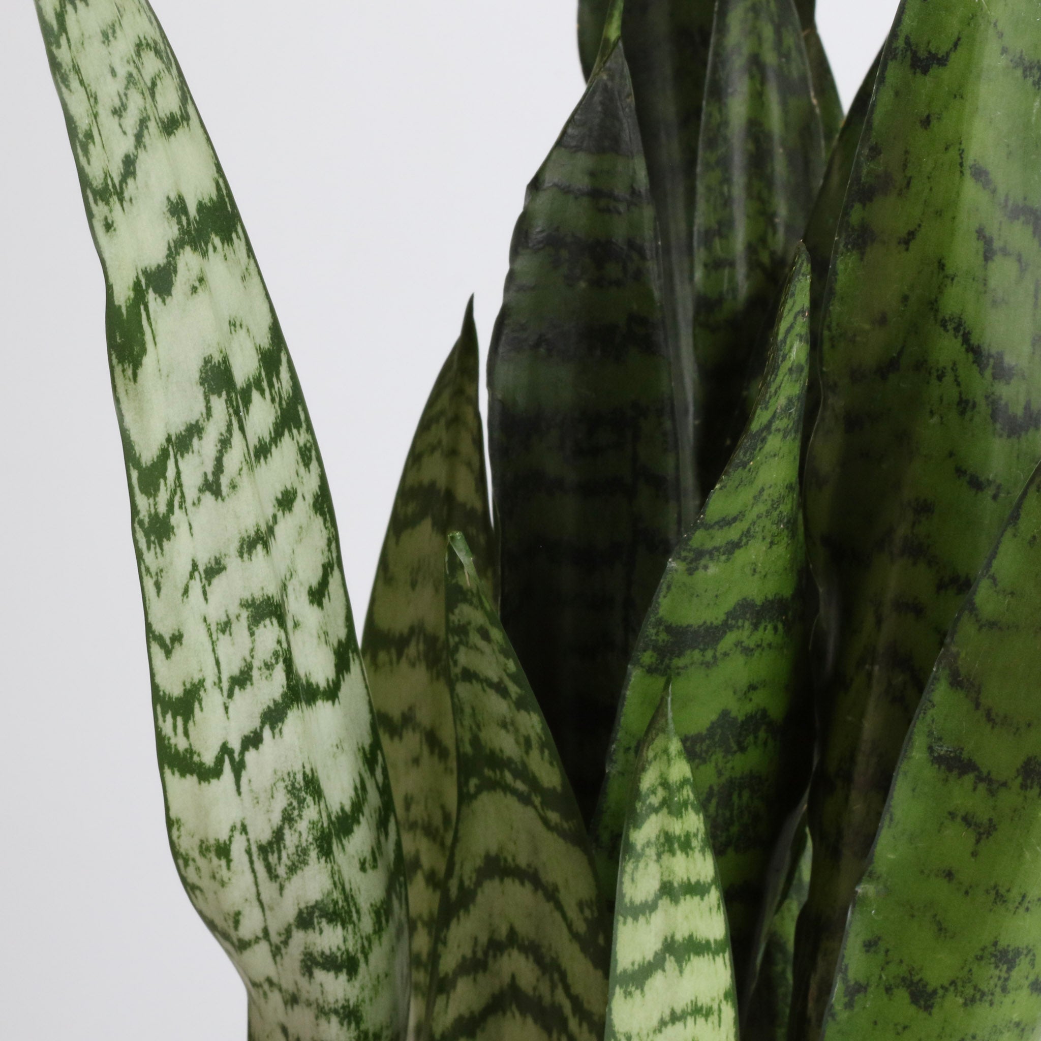 Light Sansevieria Snake Plant (Sansevieria Zeylanica) - Cheeky Garden