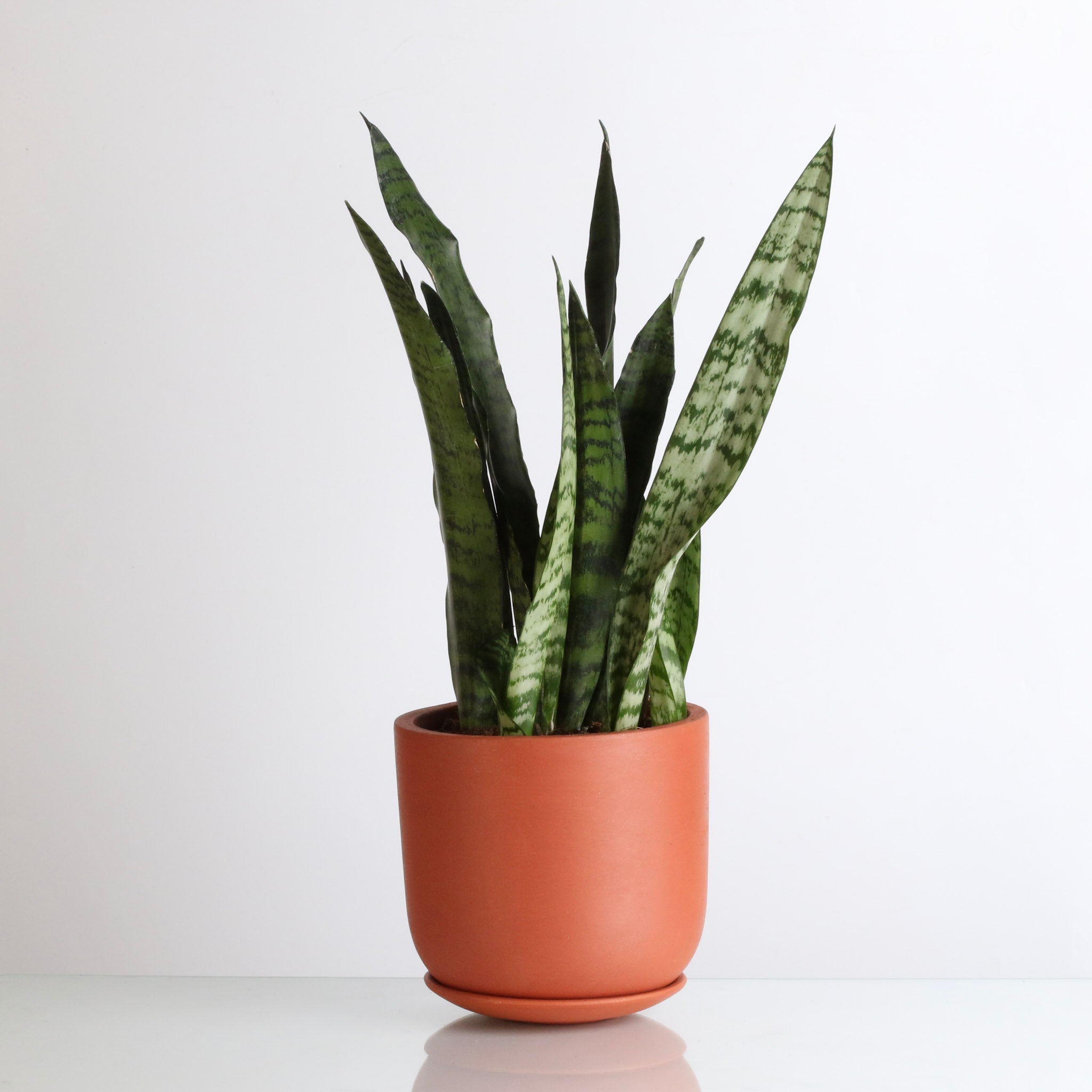 Light Sansevieria Snake Plant (Sansevieria Zeylanica) - Cheeky Garden