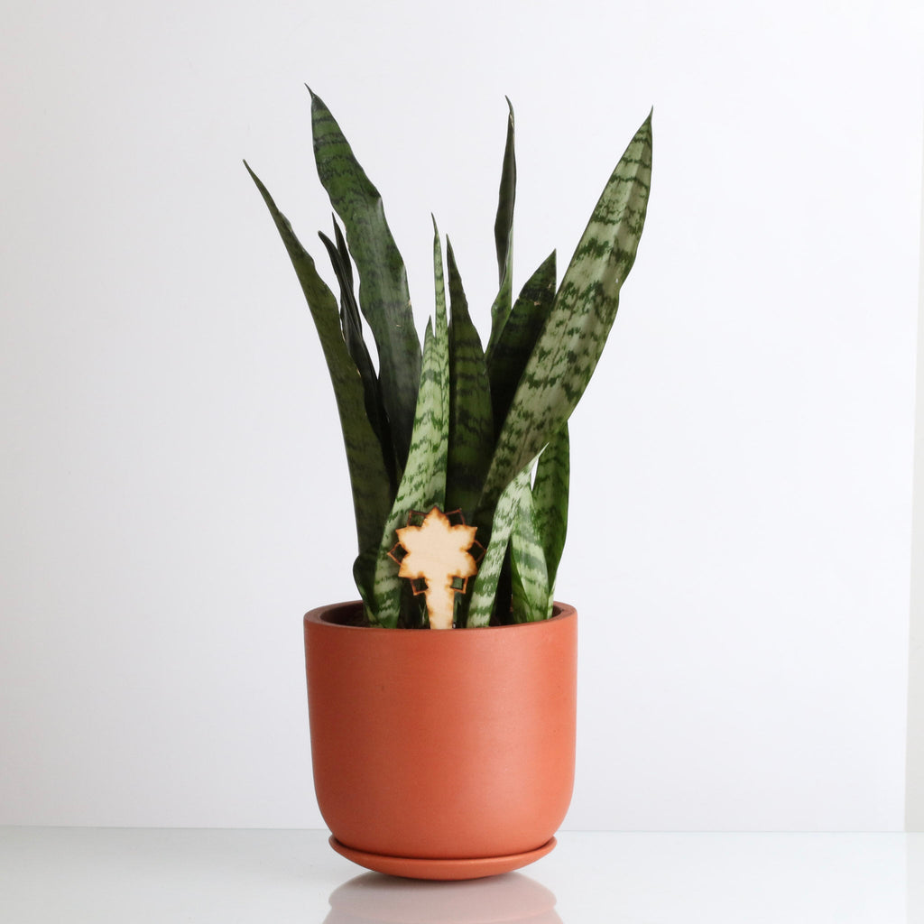 Light Sansevieria Snake Plant (Sansevieria Zeylanica) - Cheeky Garden