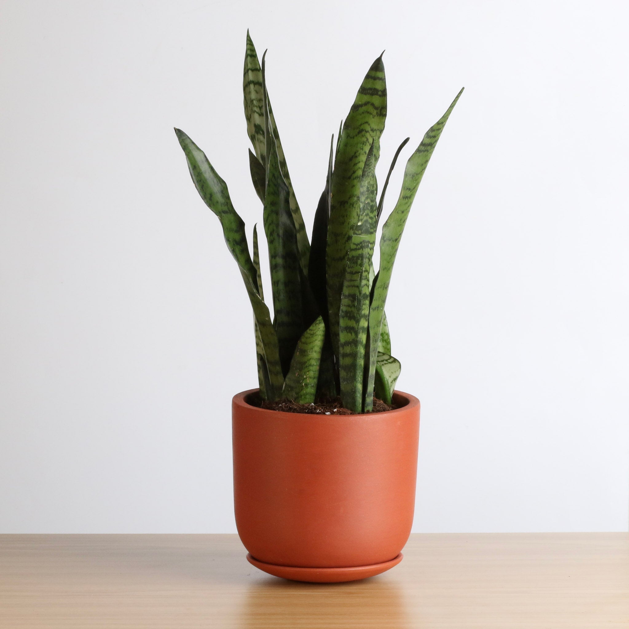 Light Sansevieria Snake Plant (Sansevieria Zeylanica) - Cheeky Garden