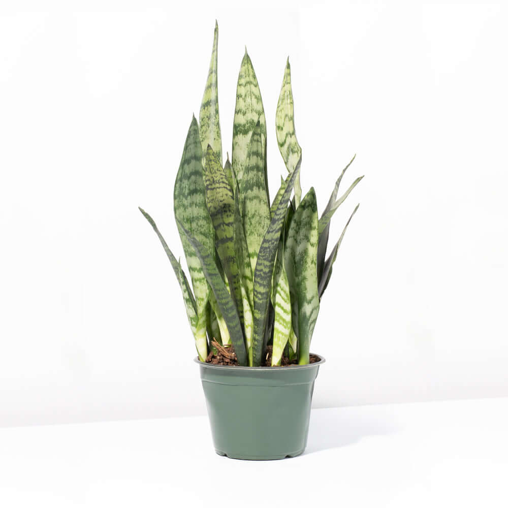 Light Sansevieria Snake Plant (Sansevieria Zeylanica) - Cheeky Garden