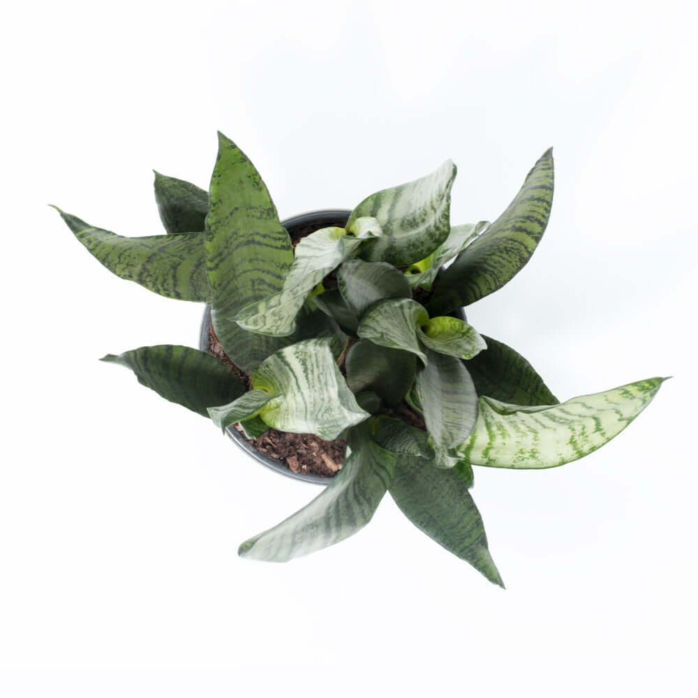 Light Sansevieria Snake Plant (Sansevieria Zeylanica) - Cheeky Garden