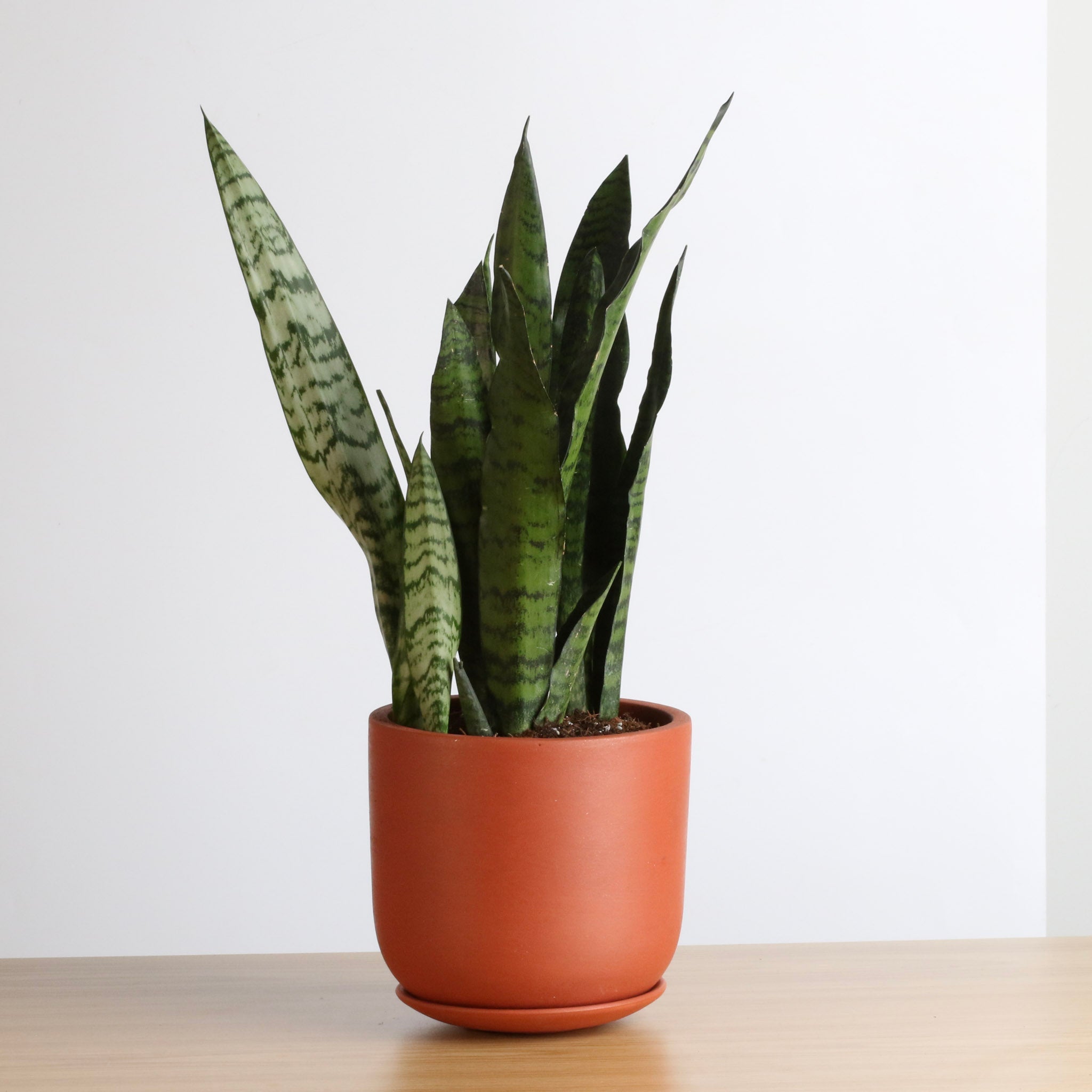 Light Sansevieria Snake Plant (Sansevieria Zeylanica) - Cheeky Garden