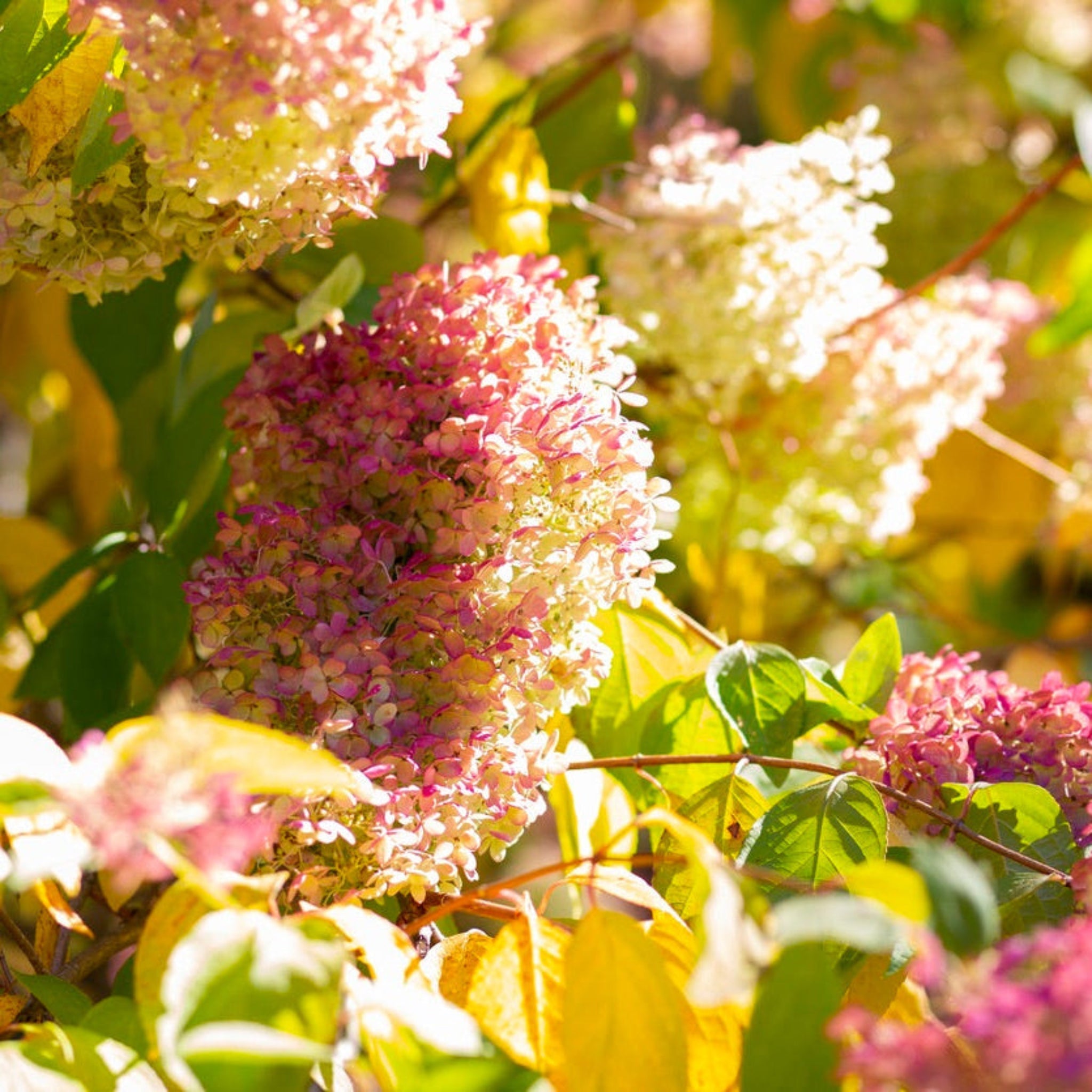 Limelight Hydrangea Tree - Cheeky Garden