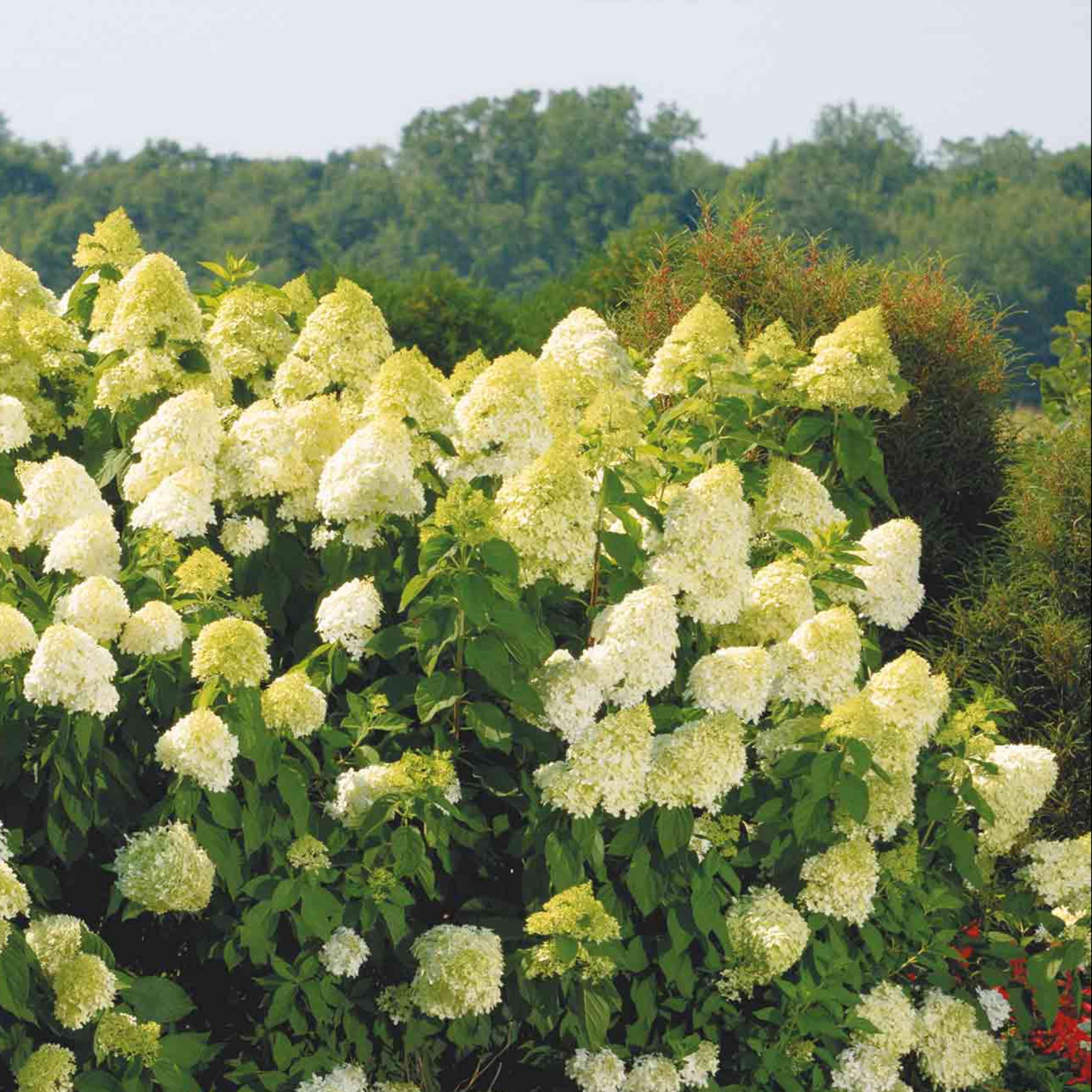 Limelight Hydrangea Tree - Cheeky Garden