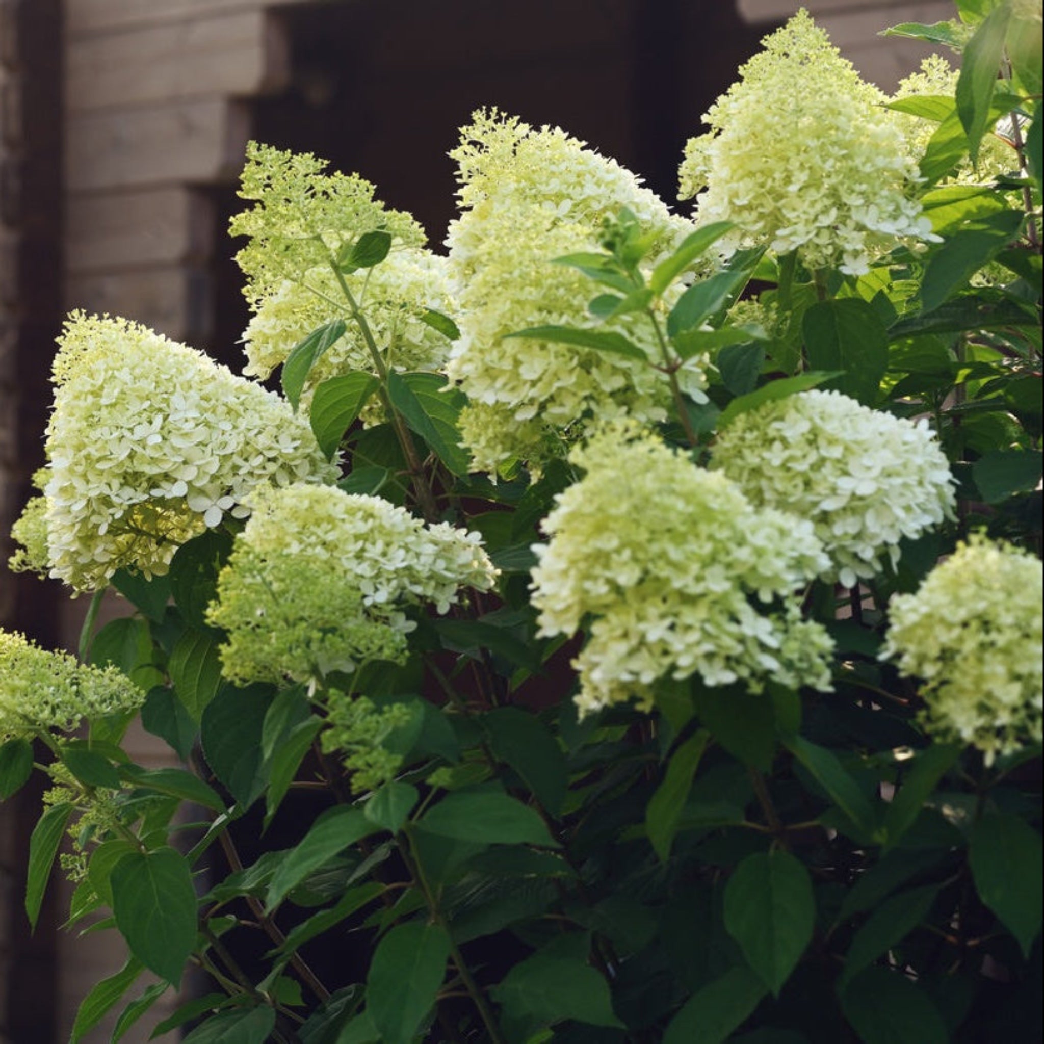 Limelight Hydrangea Tree - Cheeky Garden