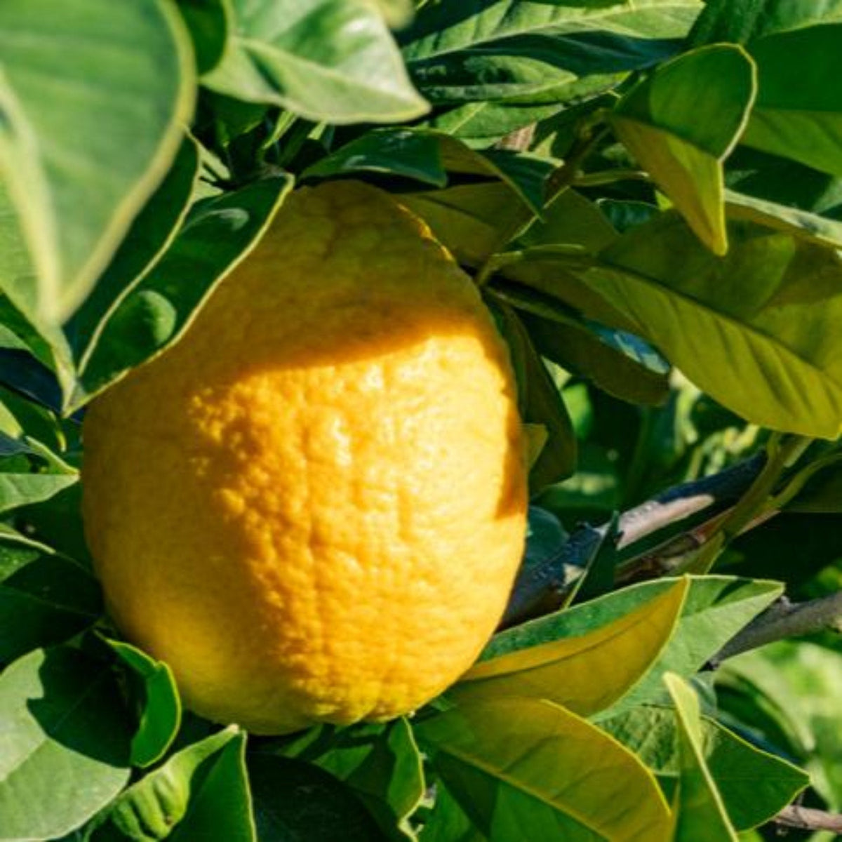Lisbon Lemon Tree - Cheeky Garden