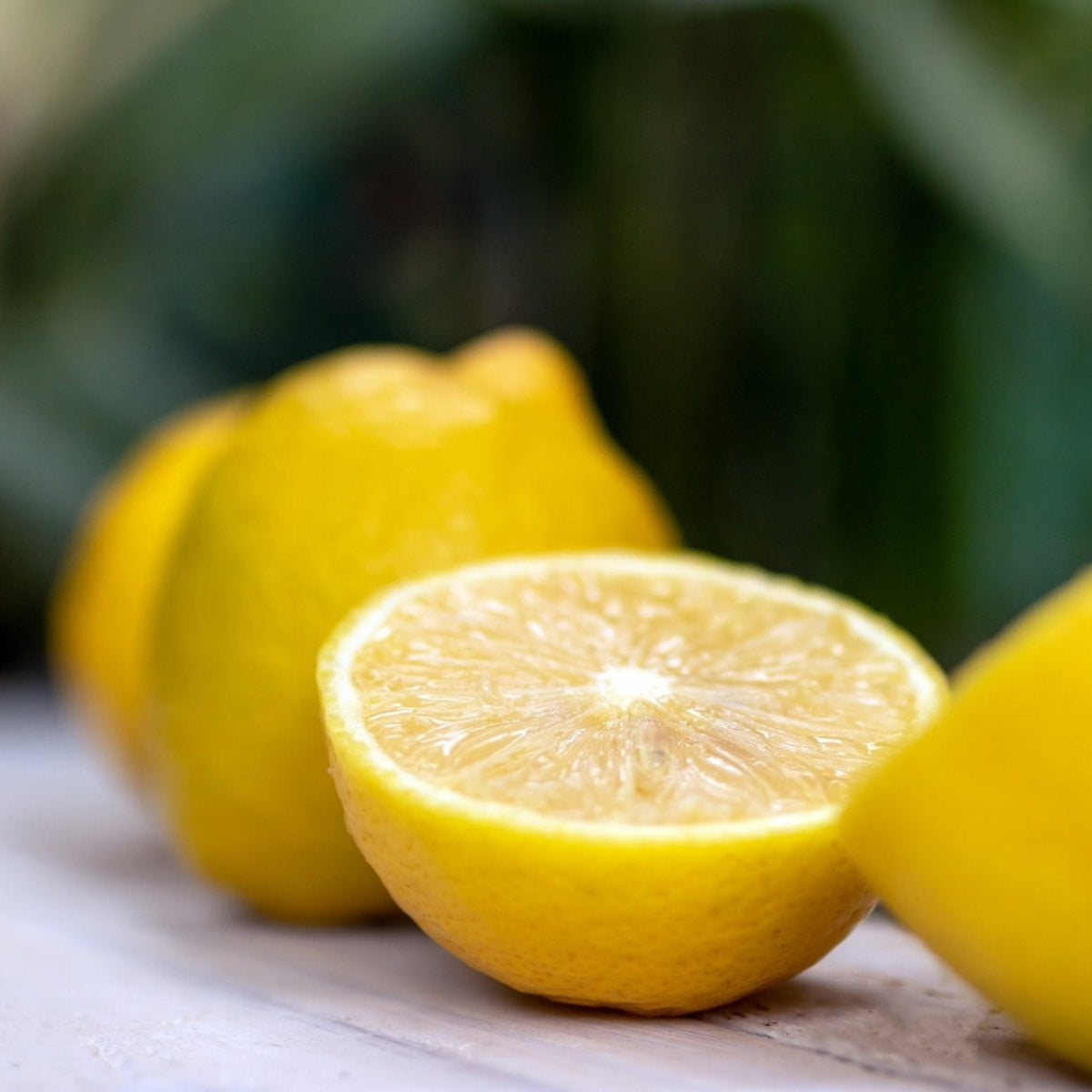 Lisbon Lemon Tree - Cheeky Garden
