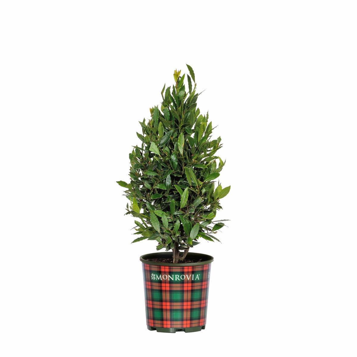 Little Ragu® Sweet Bay - Cheeky Garden