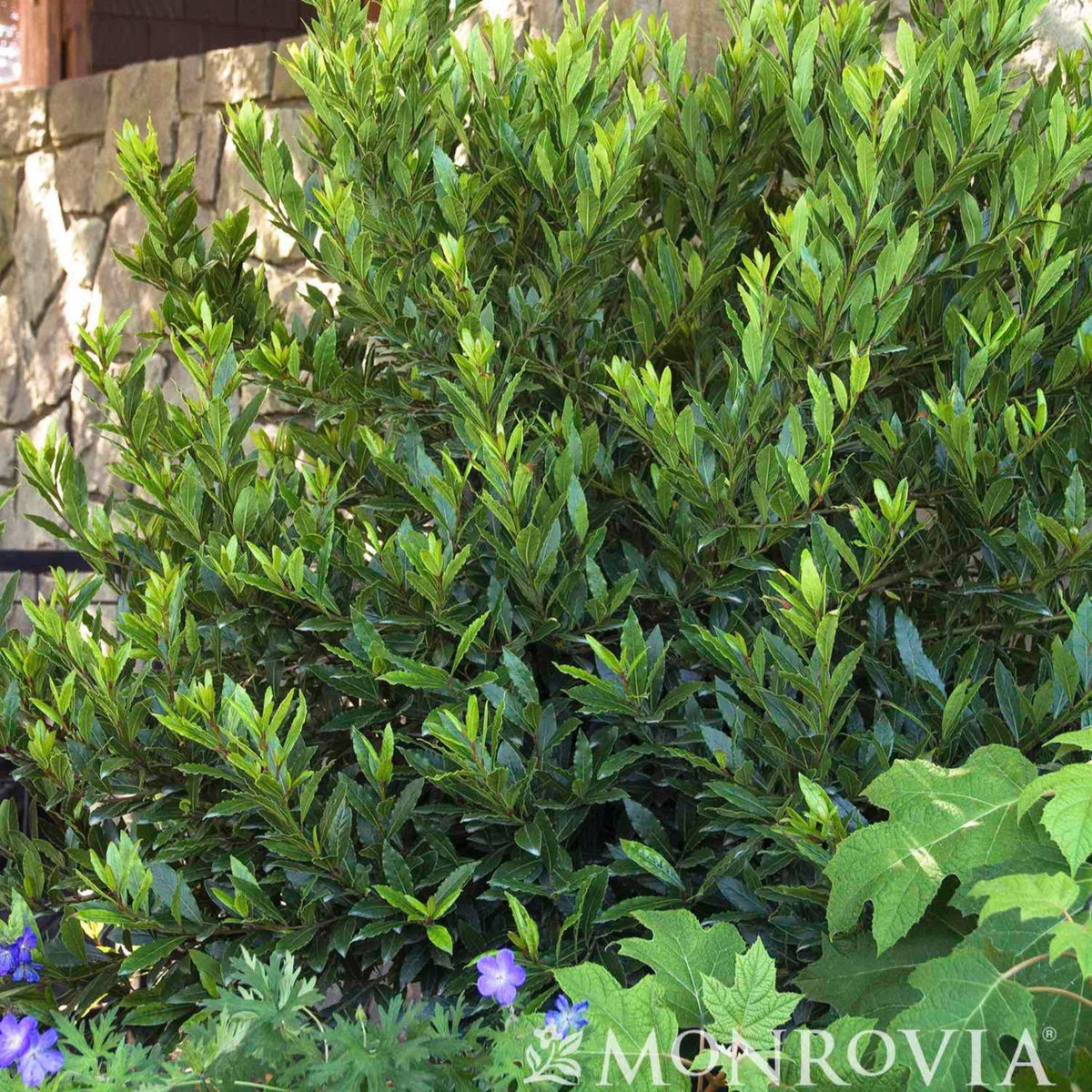 Little Ragu® Sweet Bay - Cheeky Garden