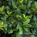Little Ragu® Sweet Bay - Cheeky Garden