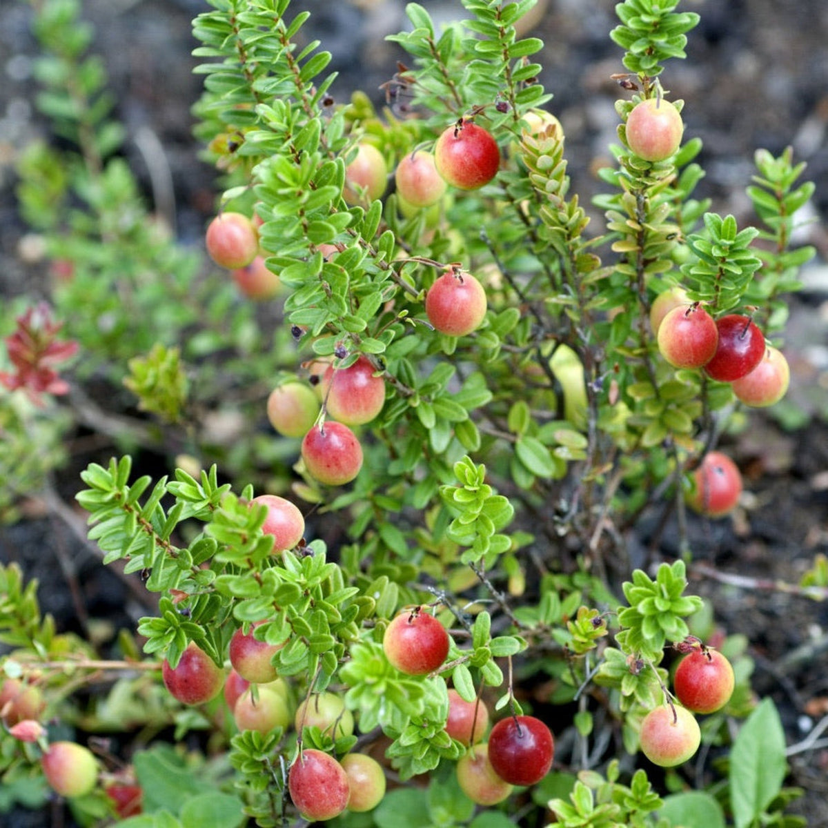 Lo-Hugger™ Cranberry - Cheeky Garden
