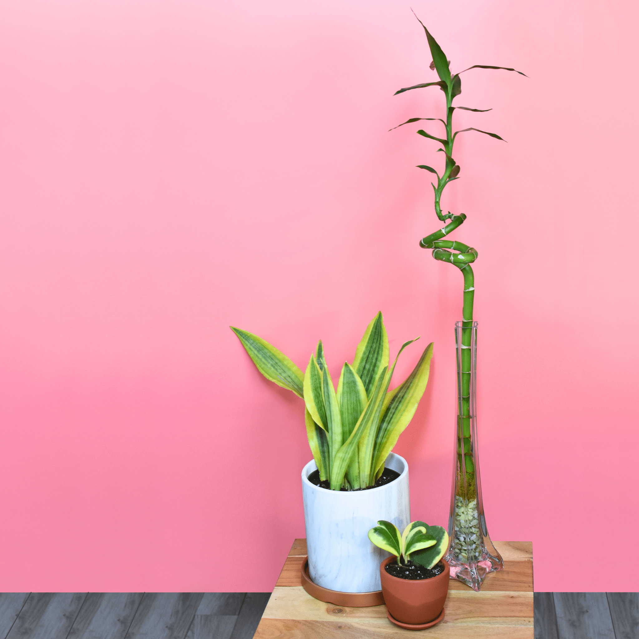 Lucky Bamboo Twists Water Plant – Medium - Cheeky Garden